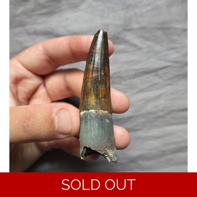 Rare Colorful Gem Quality Spinosaurus Fossil Tooth Theropod Dinosaur Morocco